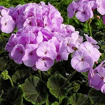 Light Violet Pelargonium Flower Seeds for Planting – Organic, Heirloom, Non-GMO, High Germination Garden Seeds