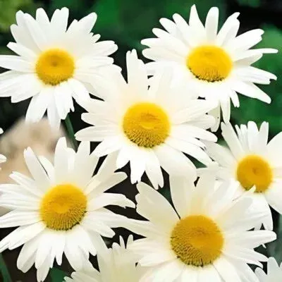 Shasta Daisy Planting Non Gmo Heirloom Flower Seeds Home Garden Planting, Decorative